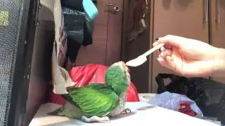 UPDATE: Moustached Parakeet baby crop stasis