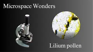 Microspace Wonders &ndash; The Hidden World of Lilium pollen