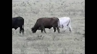 Documental Tamuin - Municipio número 40 en San Luis Potosí