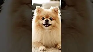 கடல் உணவு இல்லாமல் சாப்பிட மாட்டோம் #catyoutubeshorts #funny #dog #pets