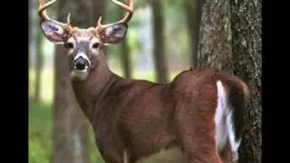animals vocabulary in english