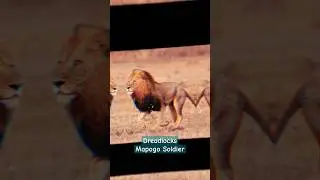 Dreadlocks - Mapogo Soldier #lion #mapogo #lions #wildlife #reels #shorts #animals #krugersightings