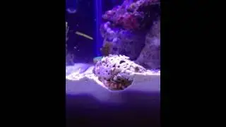 Randalli pistol shrimp