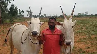 Amazing Hallikar ox pair of Farmer Muniyellappa in Goolimangala, Anekal Taluk