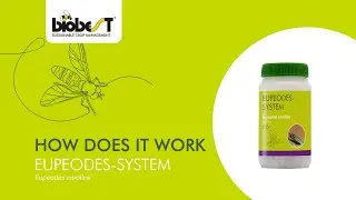 How does Eupeodes-System from Biobest work