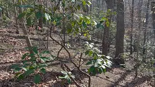 Native broadleaf evergreen mountain laurel is very tropical looking