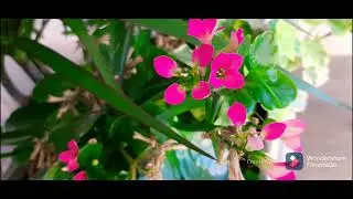 PRIMEROSES BLOOMING BULBS rely relyliz