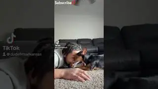 When dogs get the zoom zoom #viral #funny #dukedennis #shorts #subscribe #fyp