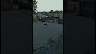 #viralvideo #peacock