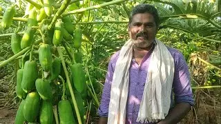 mustafa Export pvt Ltd  No15 papaya