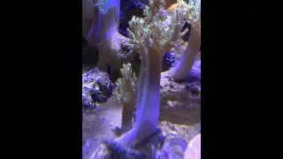 Stereonephthya sp.-corail brocoli