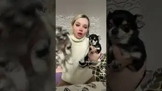 Каждый тся, меня где-то обманули 🥹 #щенки #чихуахуа #собачники #моясобака #покупкащенка #щеноквдоме
