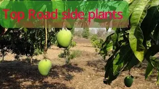 Best road side mango tree/Evergreen trees/Beautiful gardening/Landscape tree/Gardening ideas