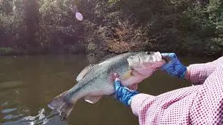 kayak bass fishing at Reelfoot Lake, first time here