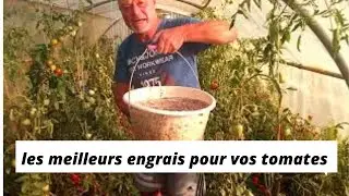 Les meilleurs engrais pour nos tomates