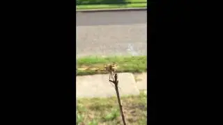 Bug on a branch