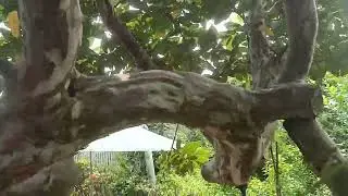 cây ổi  bonsai dáng lạ