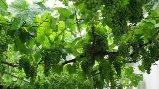 Growing grapes Plants in Crete Greece