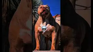 # All version dog's transformations ☠️ #dog #trolledit #trolls #shortsfeed
