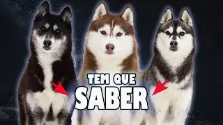 04 coisas que você PRECISA saber antes de ter um Husky Siberiano