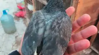 اول فيديو اصوره اطيره تبيض كدام تصوير 😱 اجو متروس غربه تور 🕊
