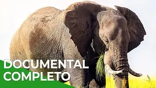 Memorias de un Elefante | Free Documentary Nature - Espa&ntilde;ol