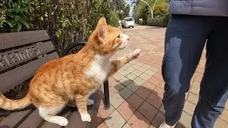 Кошка мило мяукает и поднимает лапу, чтобы попросить у меня еды