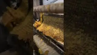 Uncapping honey 🍯 #ytshorts #bee #honeycomb #honey #shorts #ytshort
