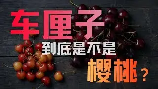 车厘子，到底是不是樱桃？｜生物｜播客｜原来是这样