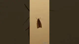 moth #shorts