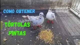 COMO OBTENER TÓRTOLAS PINTAS