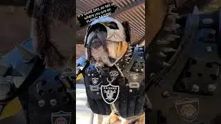 It's game day. Where you at RAIDER NATION? @Raiders #raiders #silverandblack #justwinbaby #RN4L