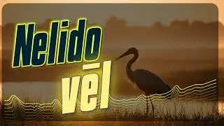 🕊️ Jau Augusts Un Stārķis Lido Prom🕊️