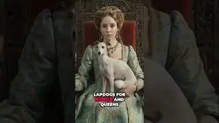 Discover the Italian Greyhound: Tiny Royal Speedsters