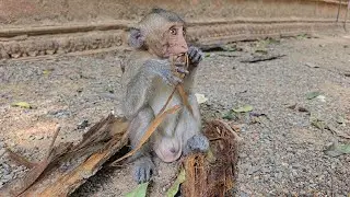 Cute little monkey has nothing to eat, so he eats coconut shells to feed his stomach.