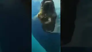 #subscribe #youtubeshorts #like #funny #fypシ #seal #seals #cute #shorts #short