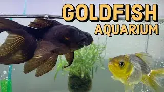 Spring Cleaning the Goldfish Tank // Aquarium Maintenance and Refresh