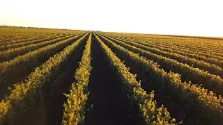 TIMBRUS TERROIR WINES