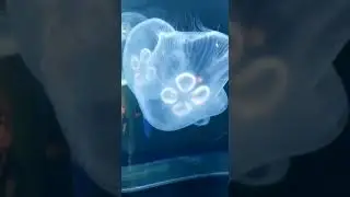 Blue jellyfish: Adventure aquarium NJ
