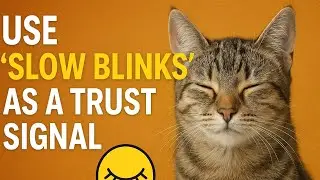 Slow Blink: The Secret Cat Trust Signal You Should Use!