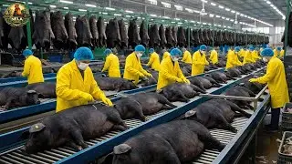 How Millions of Iberico Pigs Are Processed &ndash; Incredible Iberico Pig Farming For Luxury Meat