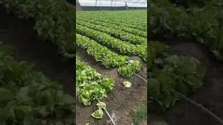 Mr Suhas Bali | Iceberg Lettuce Farming 8208141046 RUDRAYANI AGRO INDIA Pune Maharashtra India