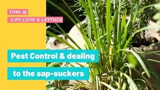 Digital Pest Control | Non-chemical ways of dealing to the sap-suckers