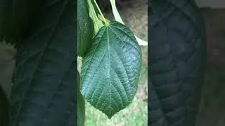 Large-leaved lime - leaf close up - June 2020