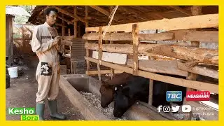 #TBC1:KESHO BORA - MKULIMA MWANAMUZIKI ANAYEFUGA NG'OMBE WA KISASA ARUSHA