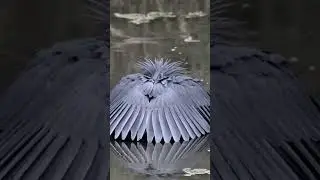 black heron fishing 😍 #nature #birdwatching #birdfeeding
