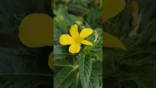 Beautiful Turnera Ulmifolia, Bunga Lidah Kucing, #nature #passiflora #bunga #bungaliar #pukuldelapan