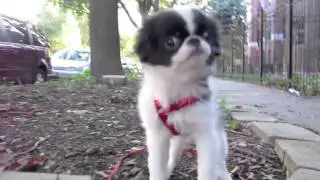 Study of a Japanese Chin Puppy Taking a Walk
