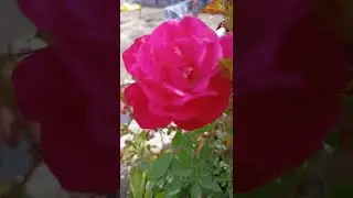 #indianrose