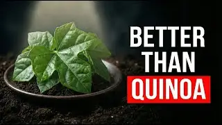 More Protein Than Quinoa: The Leaf Eaten Across the Tropics